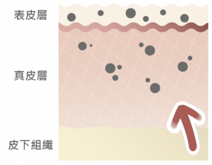 深層荷爾蒙斑分層圖